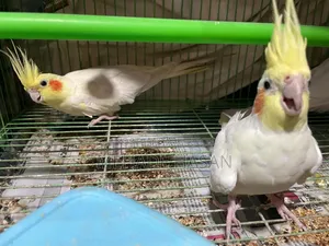 Two Cockatiel Birds