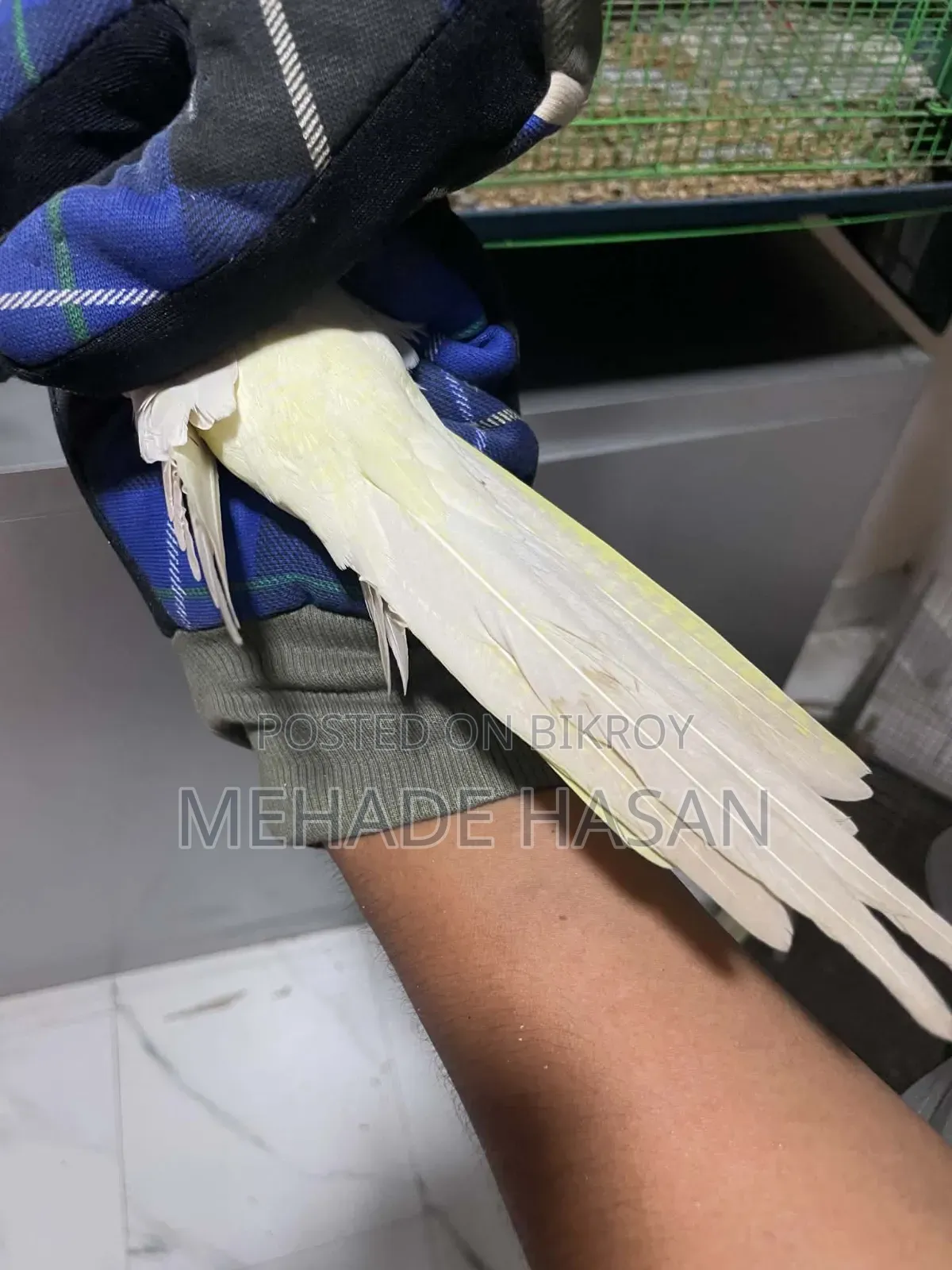 Two Cockatiel Birds