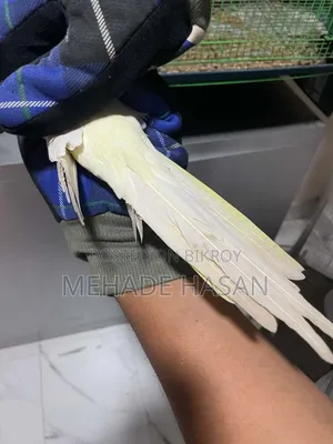 Two Cockatiel Birds