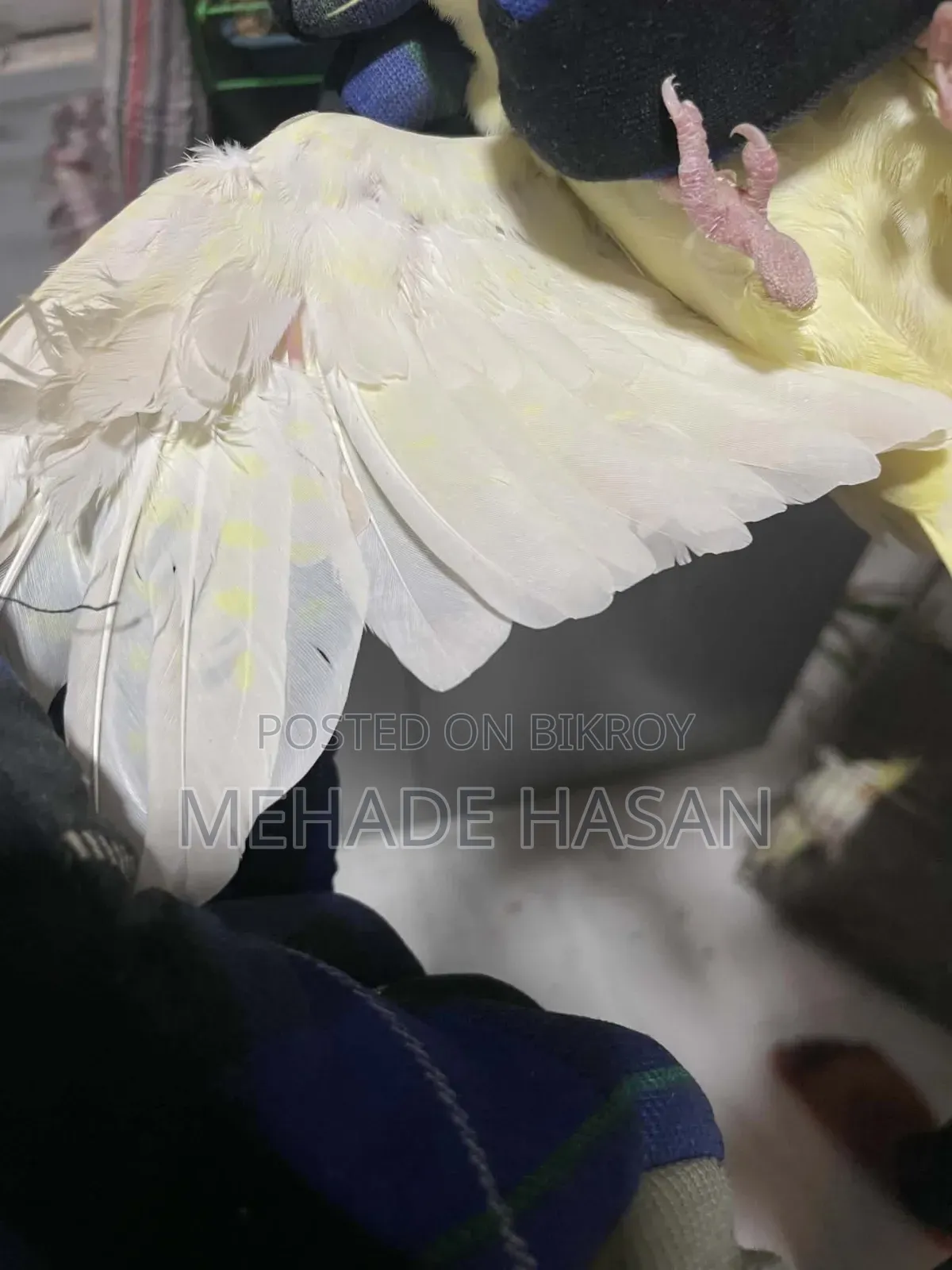 Two Cockatiel Birds