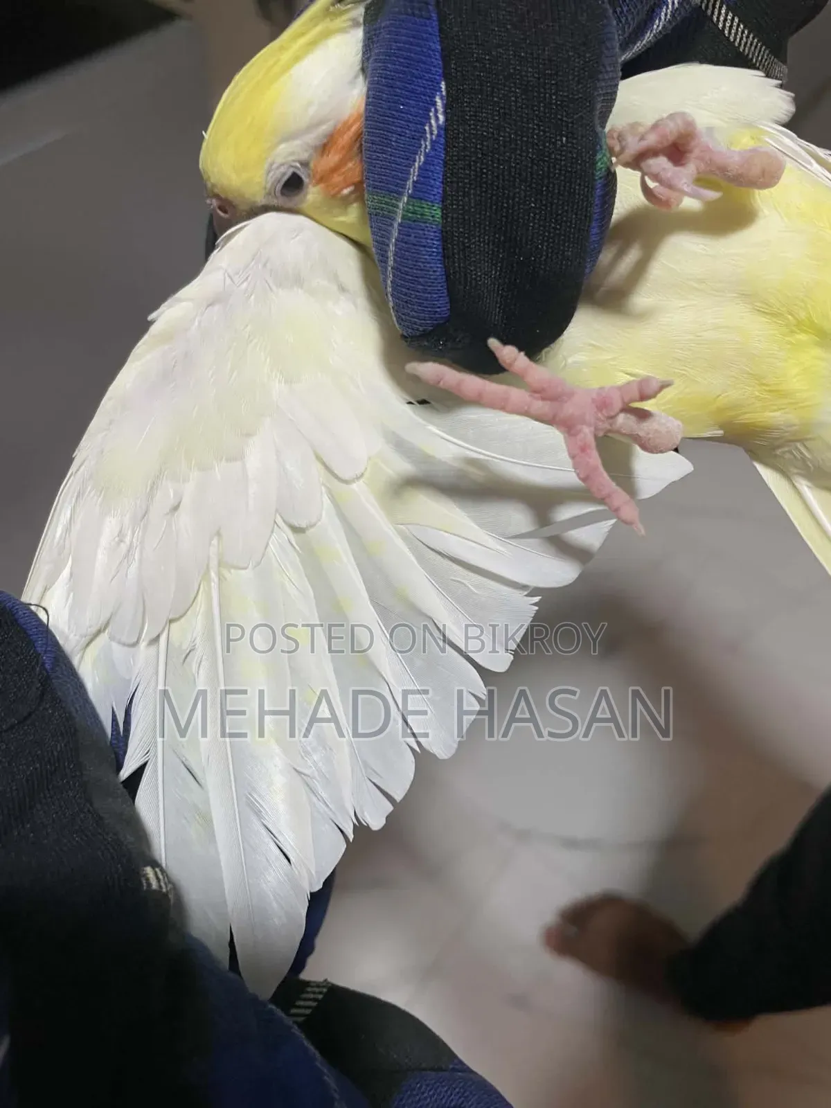 Two Cockatiel Birds