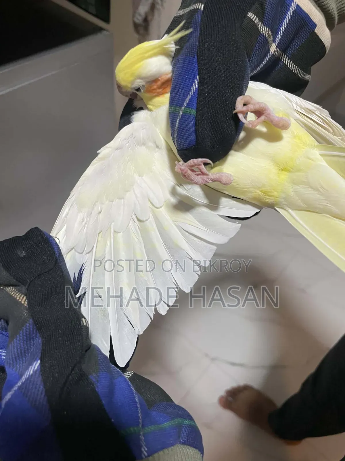 Two Cockatiel Birds