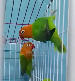 Green Opaline Love Bird with 3 Eggs
