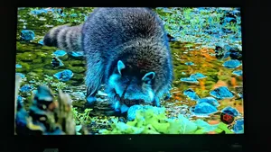 Smart TV Fujita 50"