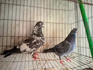 Top Quality Giribaz Pigeon