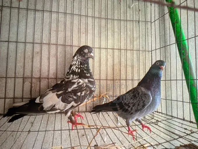 Top Quality Giribaz Pigeon