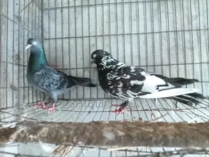 Top Quality Giribaz Pigeon