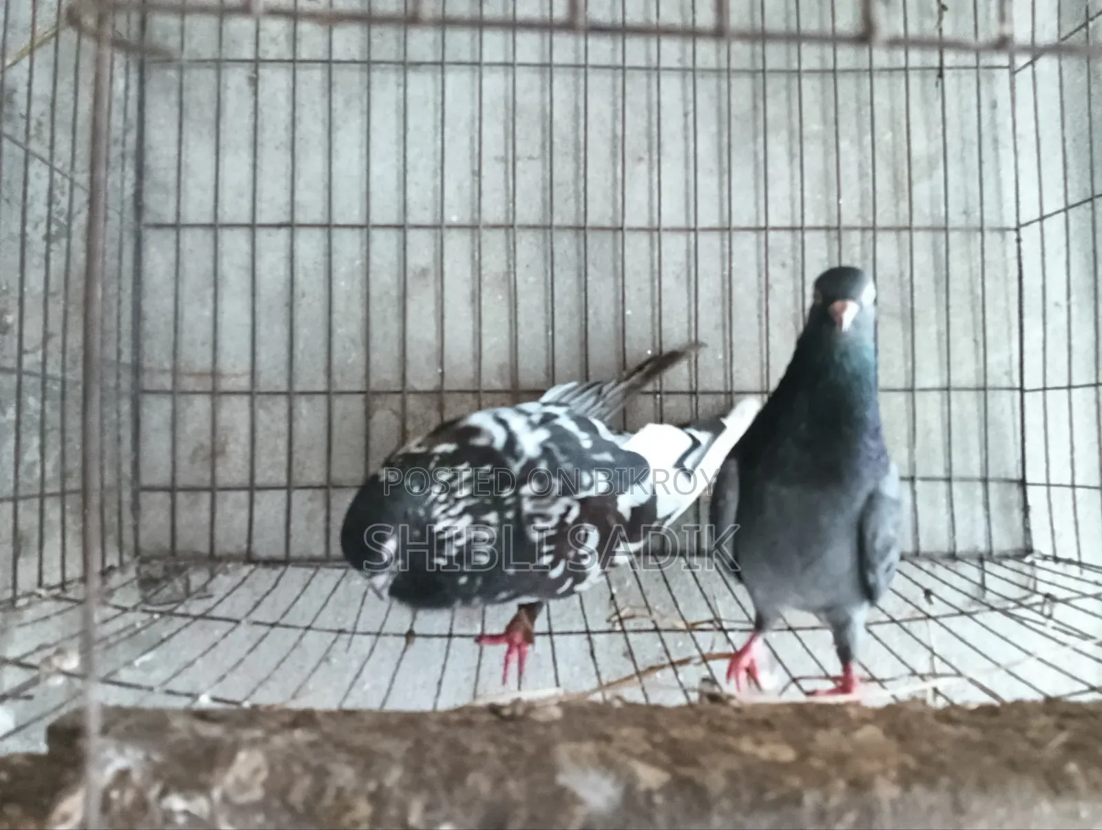 Top Quality Giribaz Pigeon