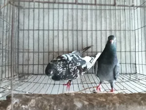 Top Quality Giribaz Pigeon