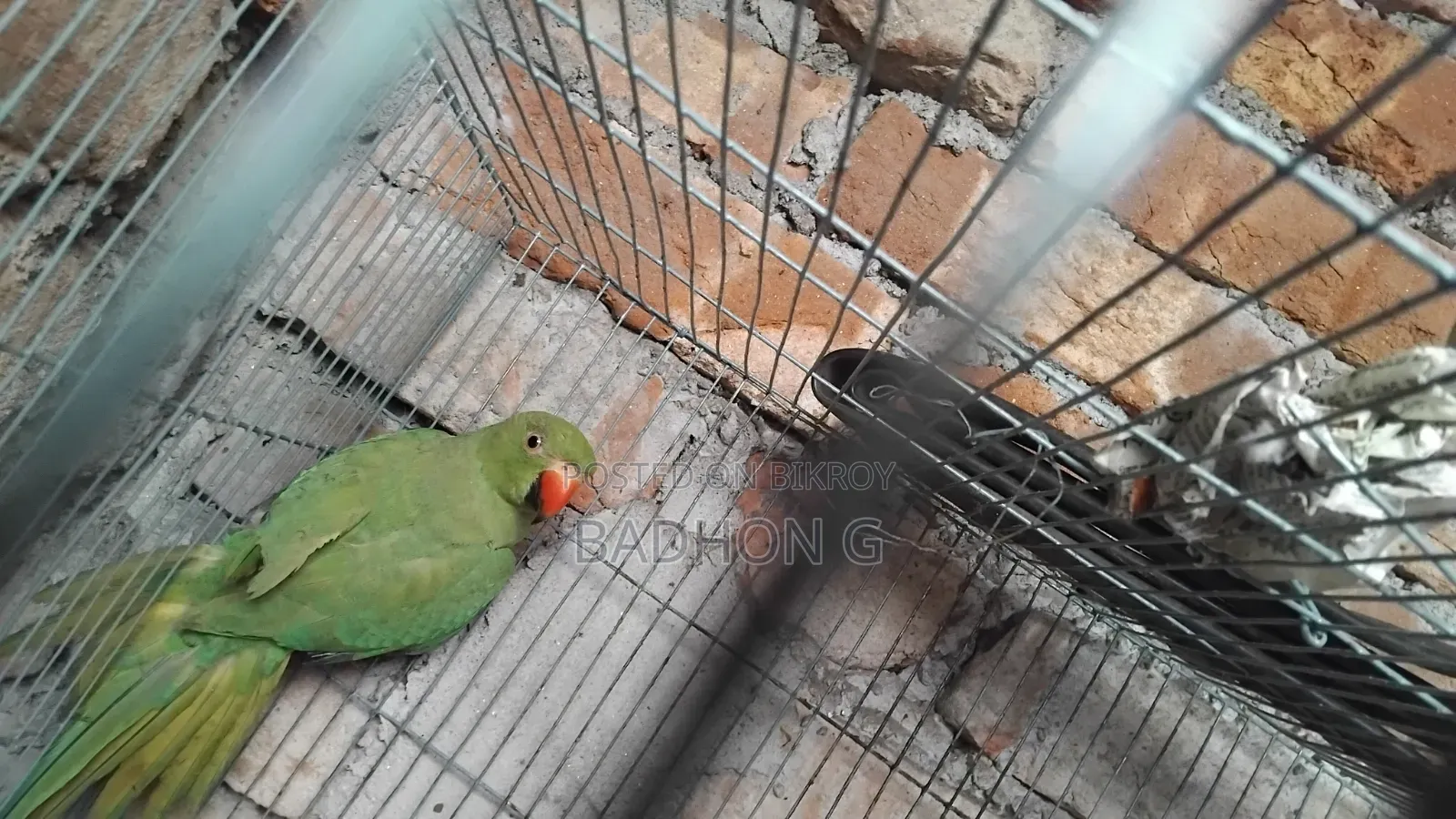 ইন্ডিয়ান রিং নেক এডাল্ট মেয়ে টিয়া বিক্রি হবে