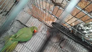 ইন্ডিয়ান রিং নেক এডাল্ট মেয়ে টিয়া বিক্রি হবে