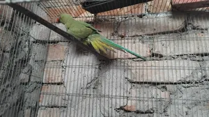 ইন্ডিয়ান রিং নেক এডাল্ট মেয়ে টিয়া বিক্রি হবে