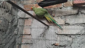 ইন্ডিয়ান রিং নেক এডাল্ট মেয়ে টিয়া বিক্রি হবে