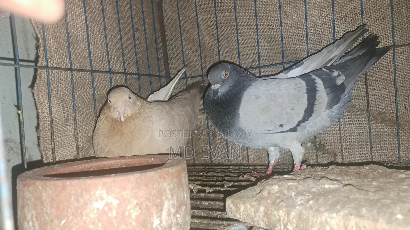 Good Quality Raser + Solli Pigeons for sale