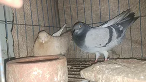 Good Quality Raser + Solli Pigeons for sale