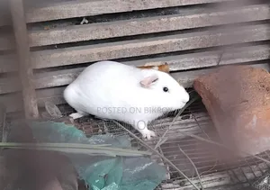 মেয়ে গিনিপিগ টা বিক্রি হবে