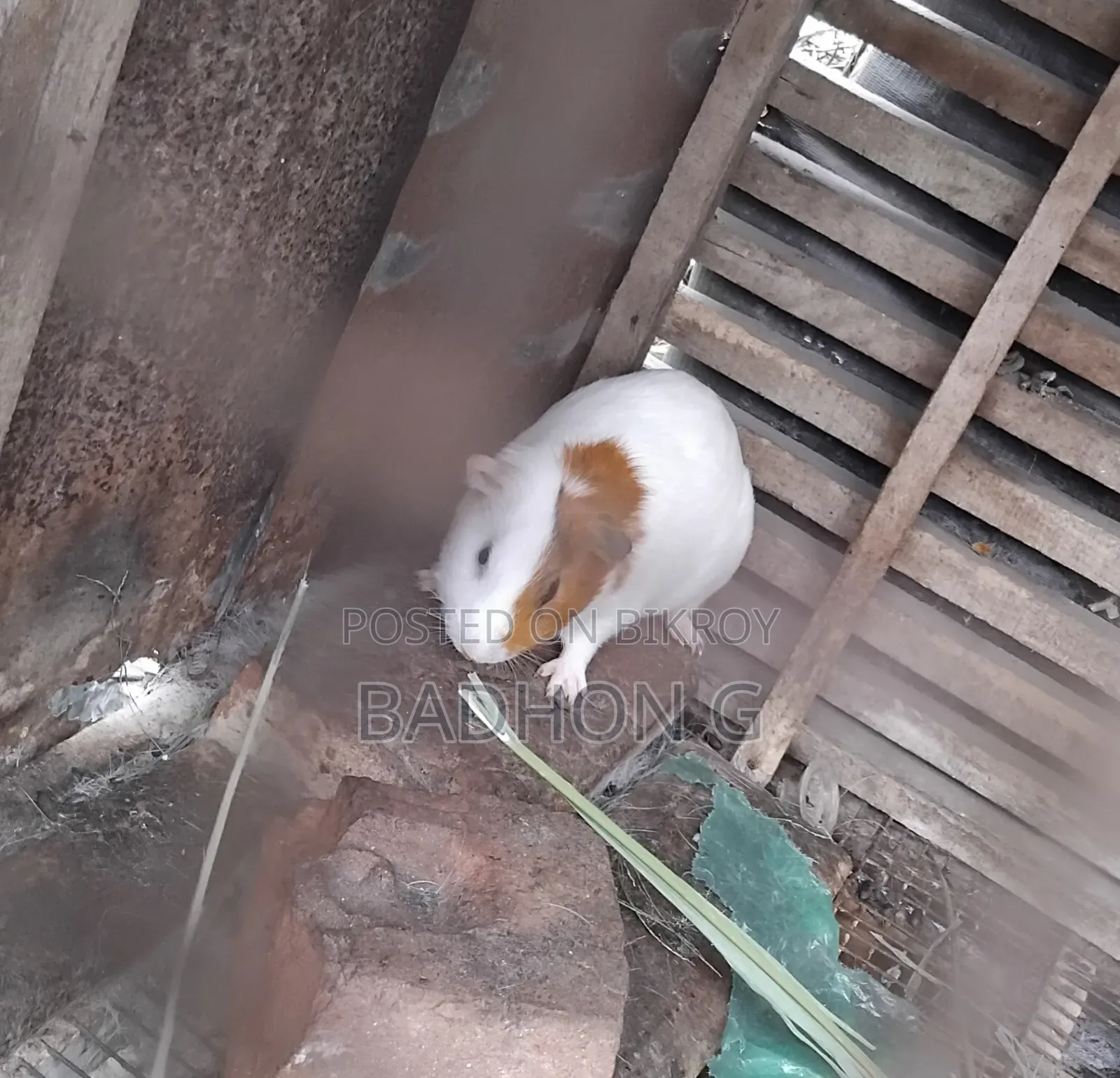 মেয়ে গিনিপিগ টা বিক্রি হবে