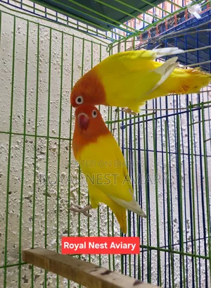 Lutino Opaline Love Bird