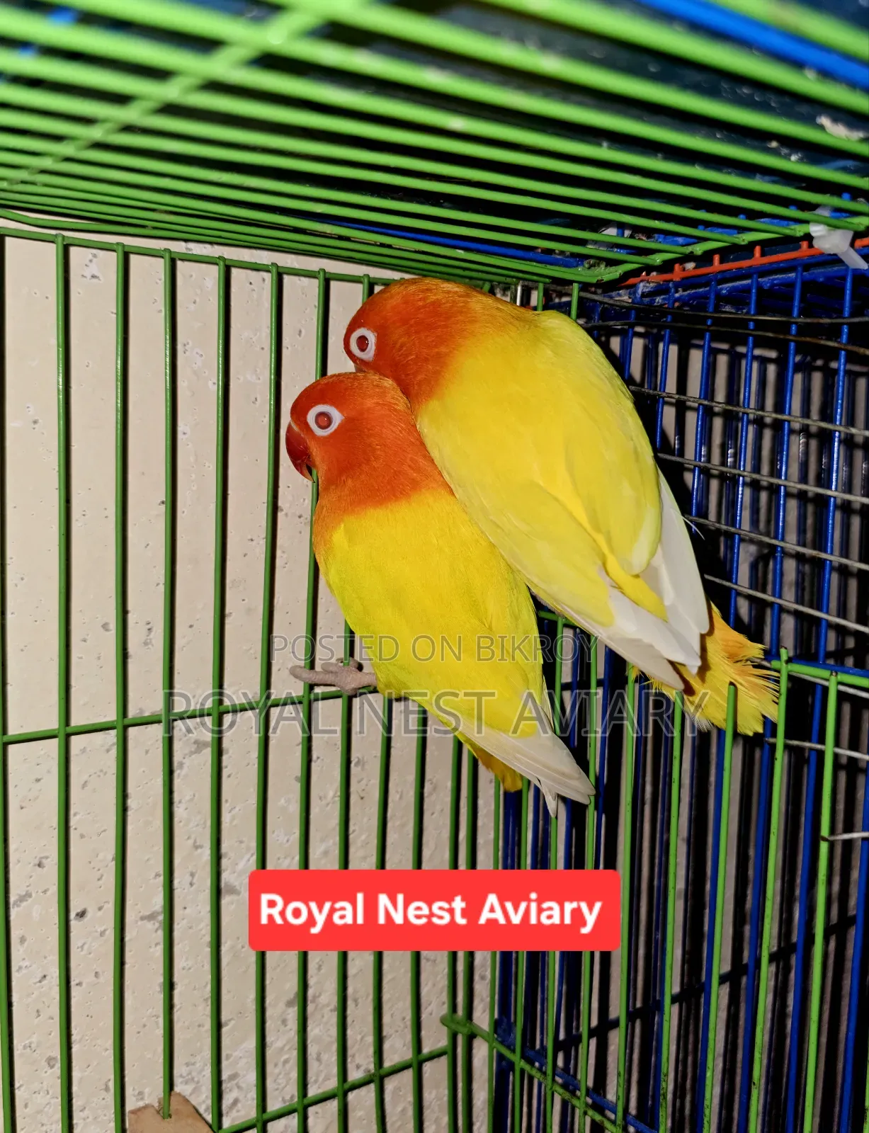 Lutino Opaline Love Bird