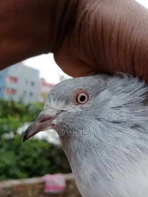 Sylheti Kamagar Female Pigeon for Sale