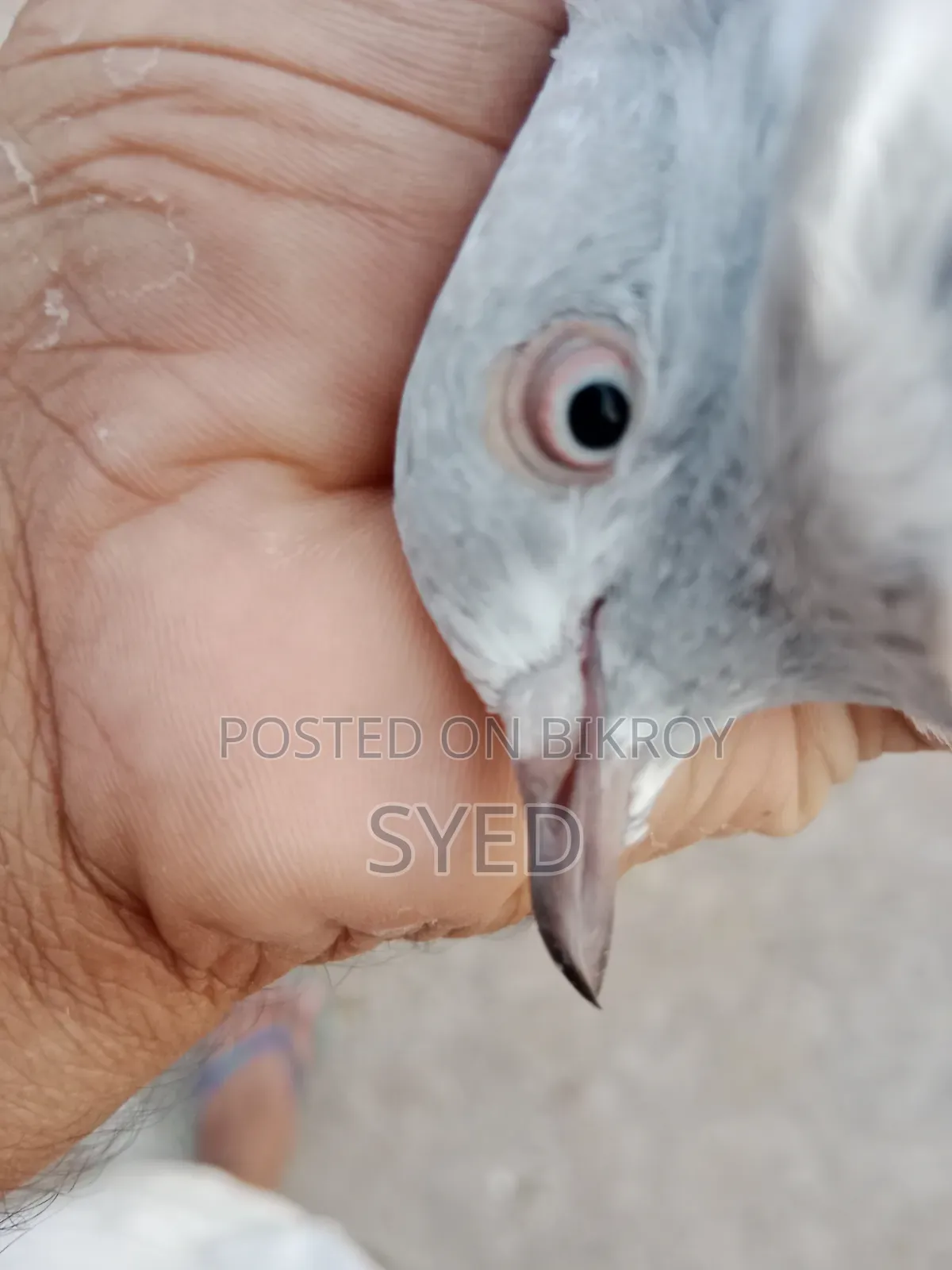 Sylheti Kamagar Female Pigeon for Sale