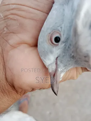 Sylheti Kamagar Female Pigeon for Sale