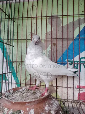 Sylheti Kamagar Female Pigeon for Sale