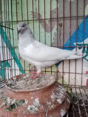 Sylheti Kamagar Female Pigeon for Sale