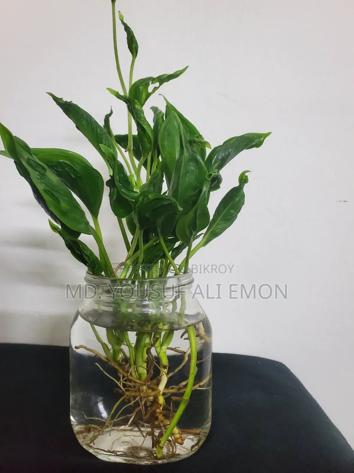 Sleeping Pothos