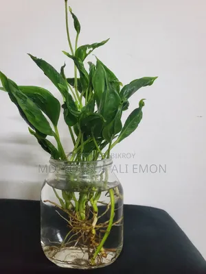 Sleeping Pothos