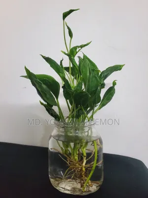 Sleeping Pothos