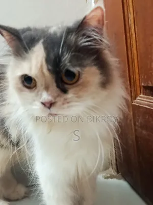 6-12 months Female Purebred Persian