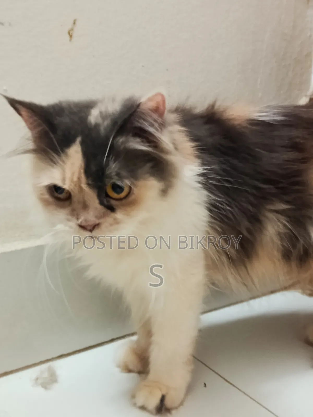 6-12 months Female Purebred Persian