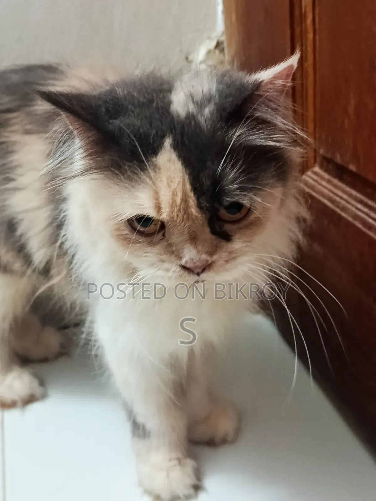 6-12 months Female Purebred Persian