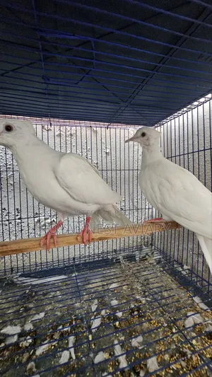 White Chital Dove