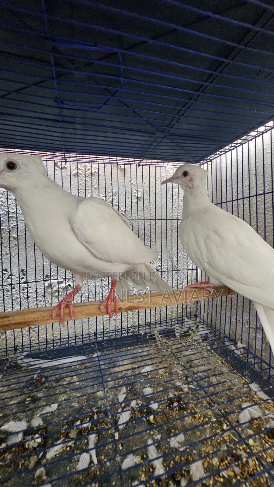 White Chital Dove