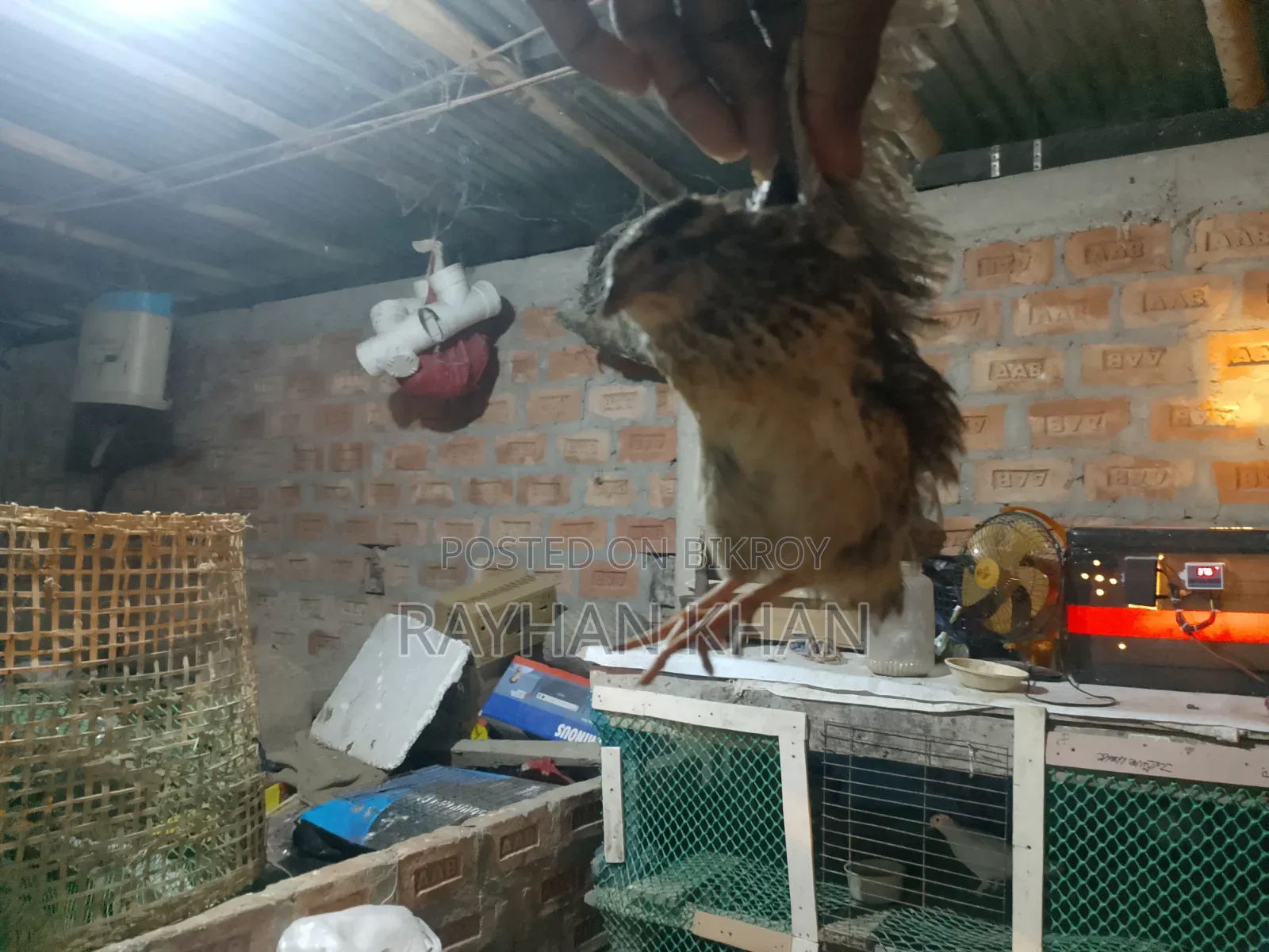 Selling Quail Birds