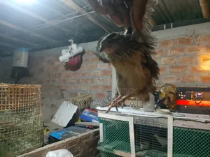 কোয়েল পাখির বিক্রি করবো