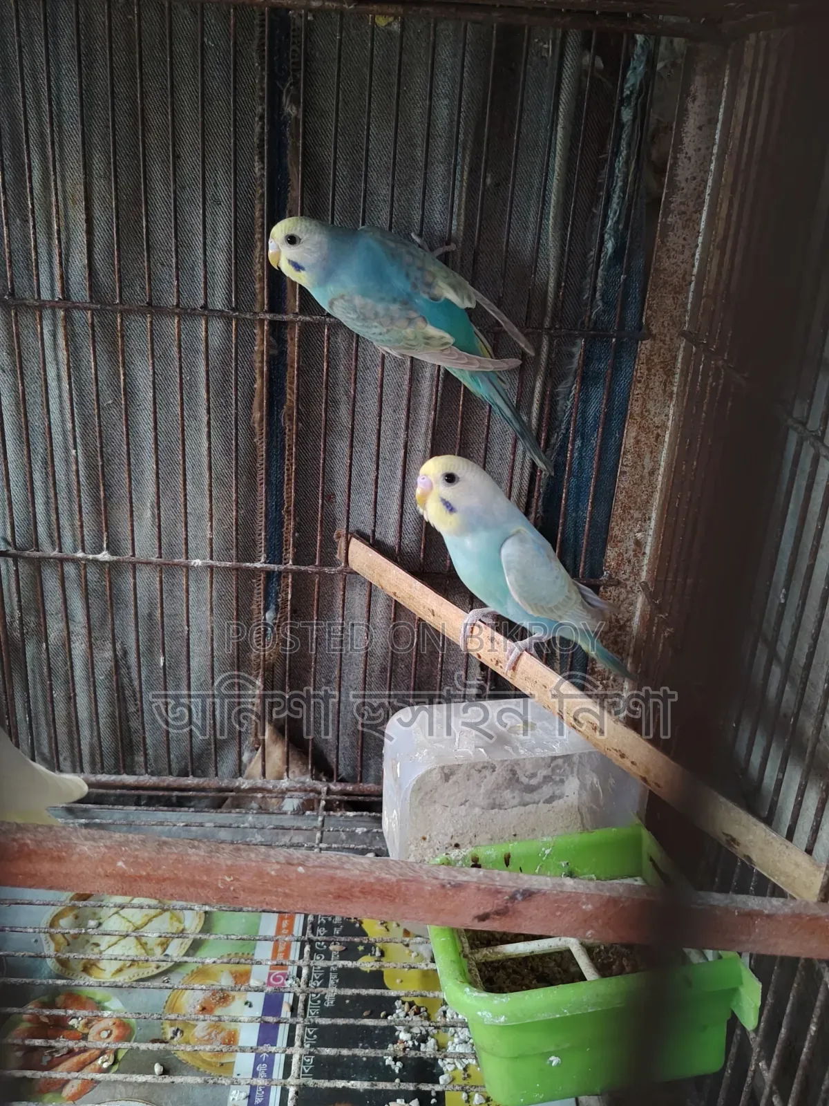 Rainbow Budgerigar