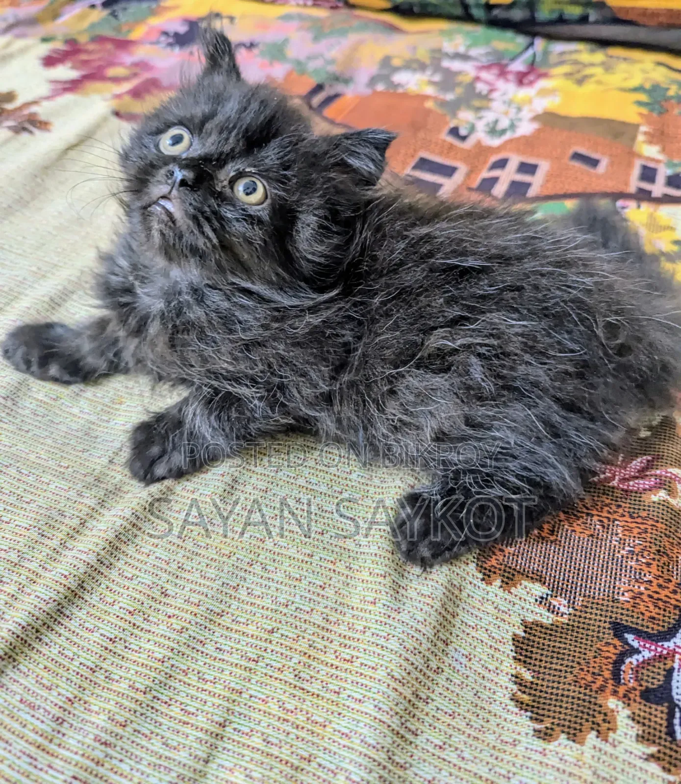 1-3 Months Male Purebred Persian