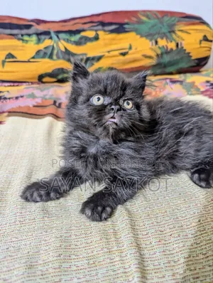 1-3 Months Male Purebred Persian