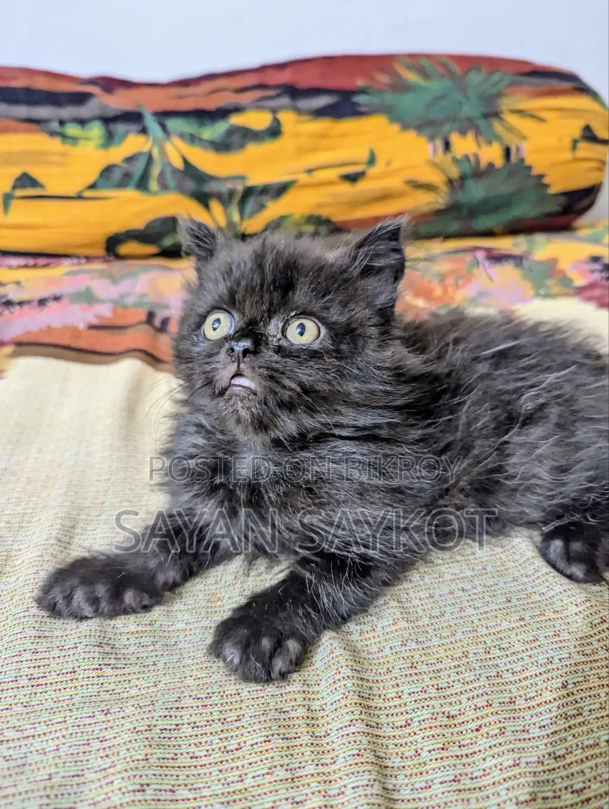 1-3 Months Male Purebred Persian