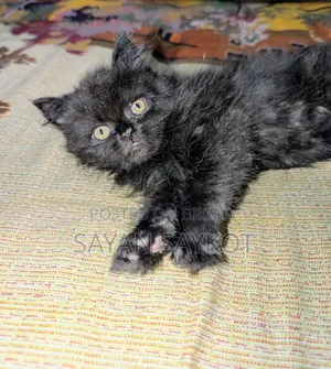 1-3 Months Male Purebred Persian