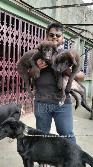 1-3 Months Female Purebred German Shepherd