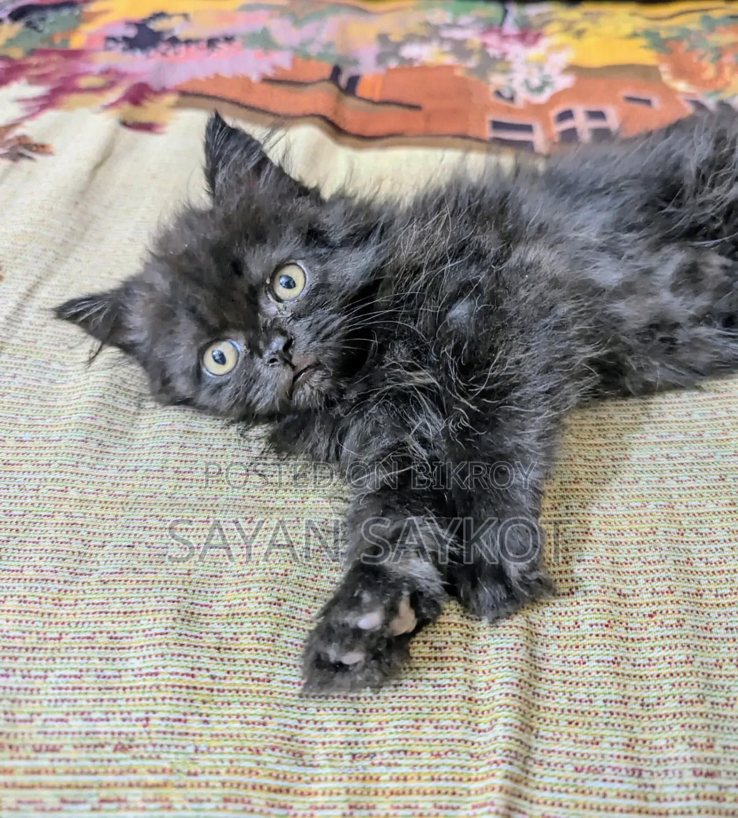 1-3 Months Male Purebred Persian