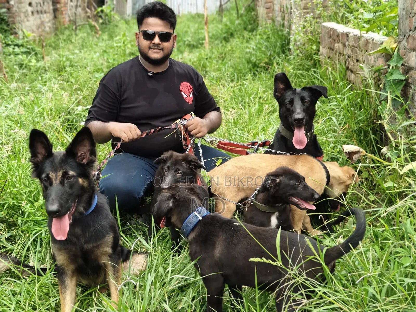 1-3 Months Female Purebred German Shepherd