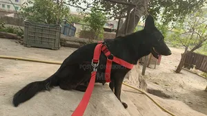 1-3 Months Female Purebred German Shepherd