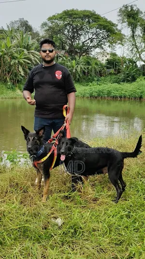 1-3 Months Female Purebred German Shepherd