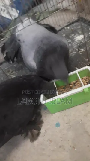 Lakha Pigeon (Male)