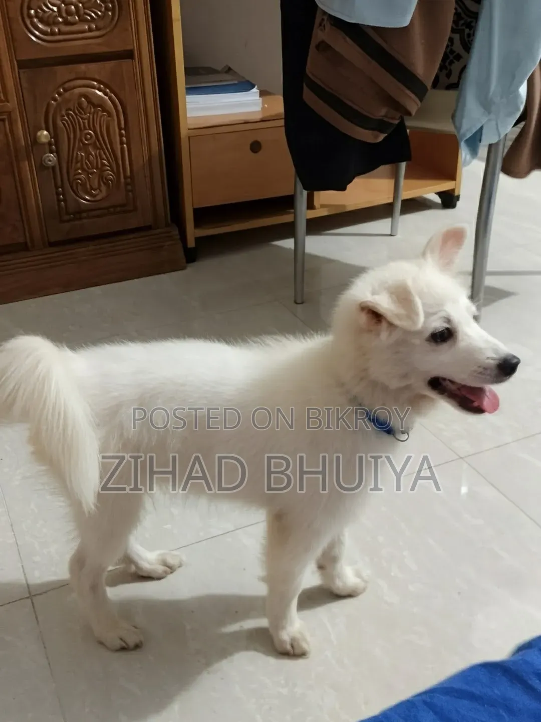 1-3 Months Female Purebred Finnish Spitz